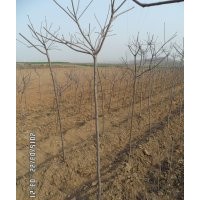 山東諸城供應(yīng)2—3公分黃櫨