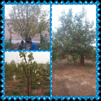 八棱海棠樹的優(yōu)點