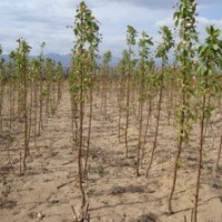 河北精品八棱海棠樹小苗價(jià)格