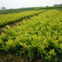 大量供應(yīng)小苗:紅葉石楠小苗、金森女貞小苗