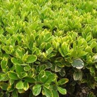 大量供應小苗:金邊黃楊小苗、銀邊黃楊小苗