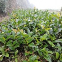 大量供應(yīng)小苗:爬地柏小苗、爬山虎小苗、茶梅小苗