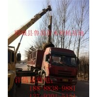 法桐價格2015年法桐最新價格