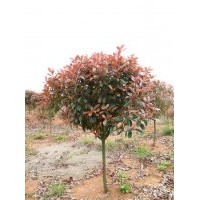 出售高桿紅葉石楠5公分