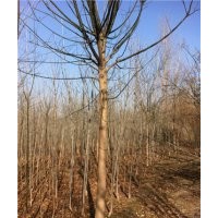 哪里有國槐樹國槐樹供應(yīng)商