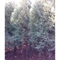 出售高桿側(cè)柏