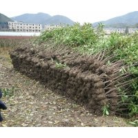 供應(yīng)3年生1.8-2.5米珊瑚樹法國(guó)冬青10萬顆