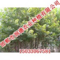 邢臺速生楊【邯鄲潤德農(nóng)業(yè)】速生楊價格