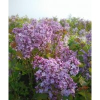 大量供應(yīng)紫丁香，農(nóng)民自己的苗圃