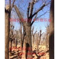 哪里有賣國(guó)槐，哪里有賣老式國(guó)槐樹的