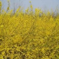 銷售：迎春，黃刺梅，蜀檜,連翹，西湖海棠