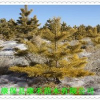 春季綠化用 三年生杯栽樟子松樹苗 株高70-90公分