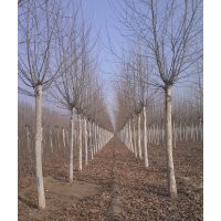銷售各種規(guī)格法桐，國槐，白蠟，柳樹，櫻花，碧桃，紫葉李，碧桃