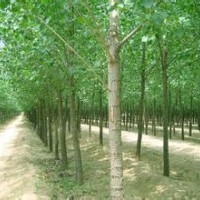 大量供應(yīng)15公分毛白楊價(jià)格低廉