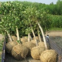 供應(yīng)法桐，泰山松，銀杏，白玉蘭，櫻花等各類園林綠化苗木