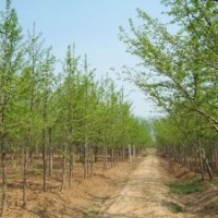 供應(yīng)銀杏，景松等造型景觀綠化苗木