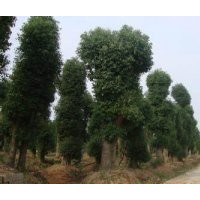 供應(yīng)20-22公分香樟樹(shù)，最新20公分香樟樹(shù)價(jià)格