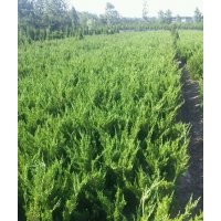 江蘇揚(yáng)州供應(yīng)小龍柏