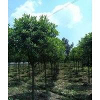 1米7分分枝丹桂哪里有賣？高分支丹桂農(nóng)戶批發(fā)，便宜的高分枝丹