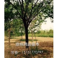 常年大量供應各種規(guī)格國槐，白蠟，椿樹，柳樹，榆樹，刺槐，金枝