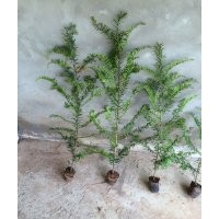 長期出售紅豆杉，小苗，大樹