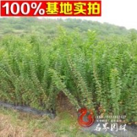 【速生紫薇】美國紅火箭 百日紅