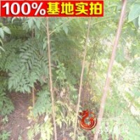 基地長期供應大小規(guī)格【苦楝】