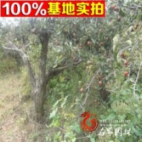 出售 山楂樹 數(shù)量大 價格低