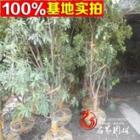 批發(fā)供應(yīng)楊梅樹苗 楊梅苗 果樹苗