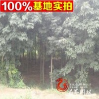 直銷 供應(yīng)各種喬木 中華七葉樹