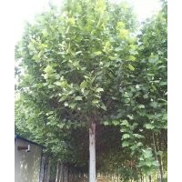 出售法桐。哪里有大量法桐，哪里有法桐基地