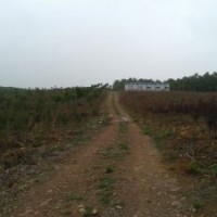 苗木櫻花,紅葉李,海棠