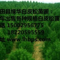 2015年綠化白皮松沒(méi)苗木