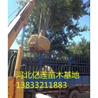 國槐基地、國槐苗圃、國槐小苗。國槐種植、國槐苗圃