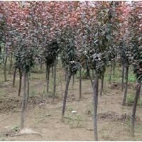 紅葉李 紫葉矮櫻 紫葉稠李 黃櫨 紅櫨