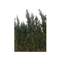 龍柏基地龍柏價(jià)格龍柏產(chǎn)地