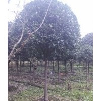 低價供應(yīng)4~25cm高桿桂花，黑土全冠