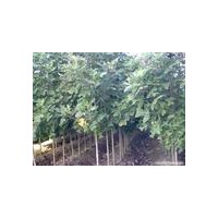 杜英，杜仲，柳樹