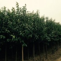 大量供應(yīng)大葉女貞、紅葉李及欒樹(shù)