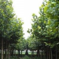 山東青州供應(yīng)：國槐、法桐、白蠟、五角楓