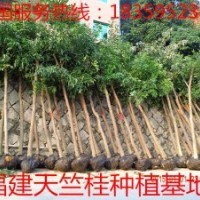 福建天竺桂價格 供應福建天竺桂價格 福建天竺桂價格供應