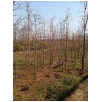 落羽杉價格，江蘇落羽杉價格基地