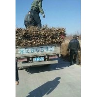 2公分核桃苗 核桃苗2公分品種核桃苗