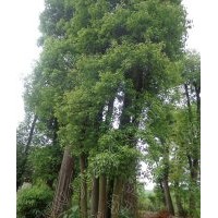 3桿叢生香樟，3桿多桿香樟