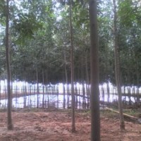 國槐速生白蠟678公分