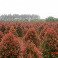 廣東紅車(chē)-云南紅車(chē)-四川紅車(chē)-貴州紅車(chē)-廣西紅車(chē)-海南紅車(chē)-福建紅