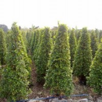 廣東火山榕-云南火山榕-四川火山榕-貴州火山榕-廣西火山榕-福建