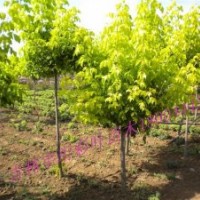 金葉復(fù)葉槭