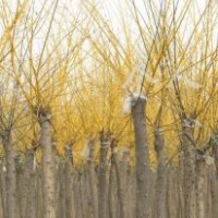 大量供應(yīng)高（矮）接金枝國槐、金葉國槐、金葉榆、金葉白蠟