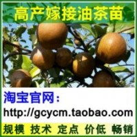 油茶苗,油茶樹苗,油茶苗價格,高產油茶苗,嫁接油茶樹苗